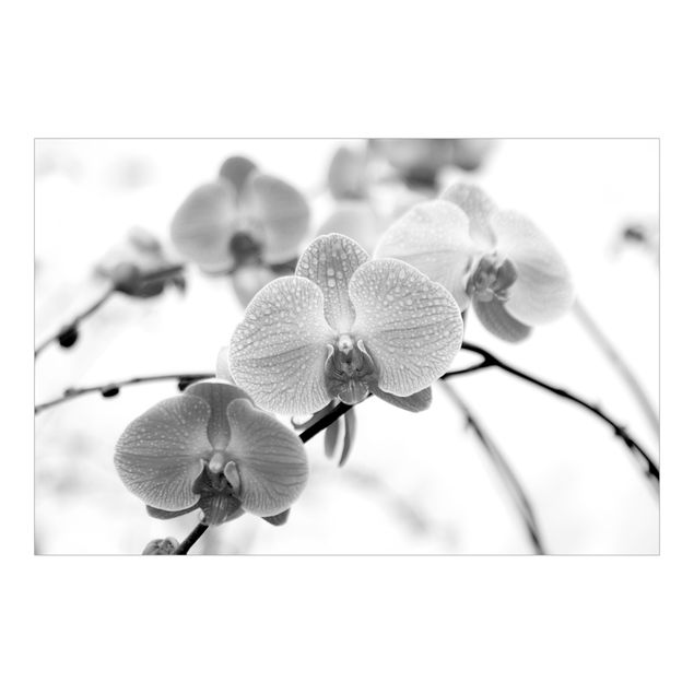 Adhesive wallpaper Close-up Picture Orchid Black And White