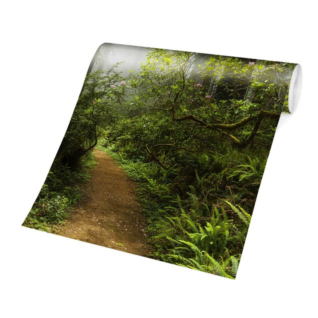 Wallpapers green Misty Forest Path