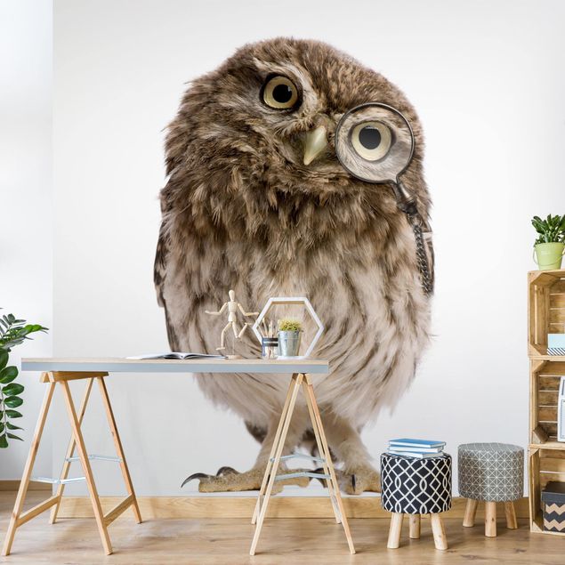 Wallpapers animals Curious Owl