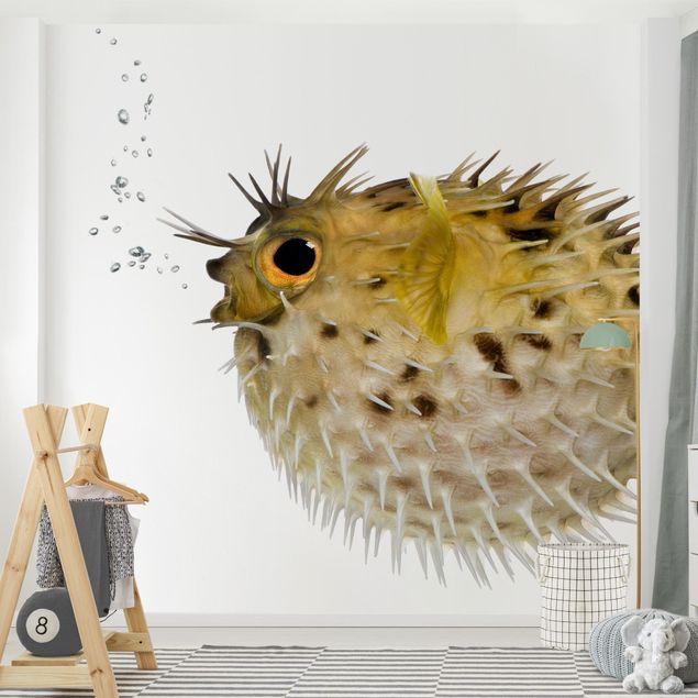 Wallpapers fishes No.602 Pufferfish