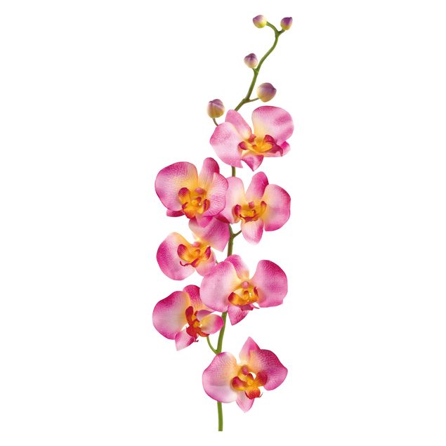 Orchid wall stickers No.177 Orchid Rose II