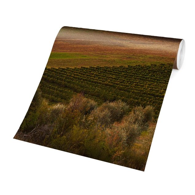 Peel and stick wallpaper Olive Grove In Tuscany