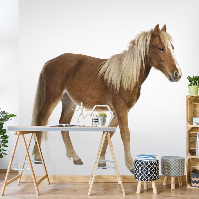 Contemporary wallpaper Pony