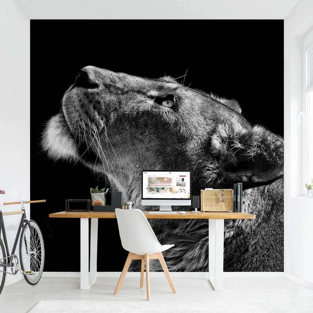 Black and white aesthetic wallpaper Portrait Of A Lioness