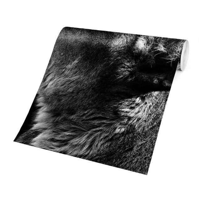 Adhesive wallpaper Portrait Of A Lioness