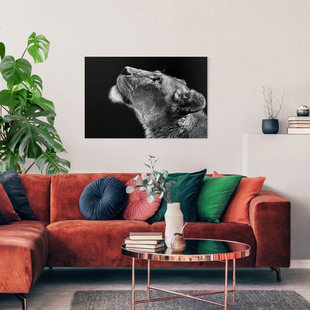 Wall art black and white Portrait Of A Lioness