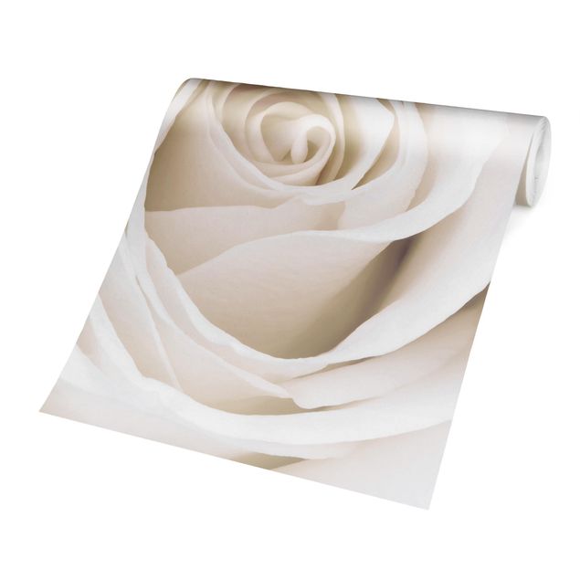 Wallpapers country Pretty White Rose