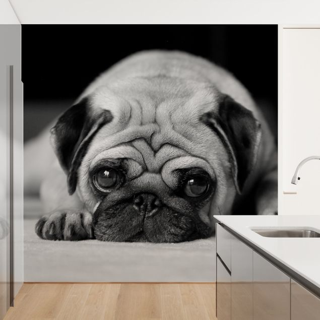 Wallpapers black and white Pug Loves You II