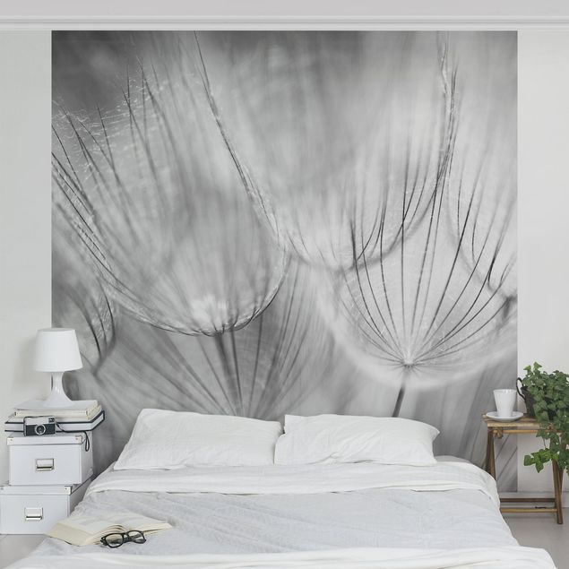 Floral wallpaper Dandelions Macro Shot In Black And White