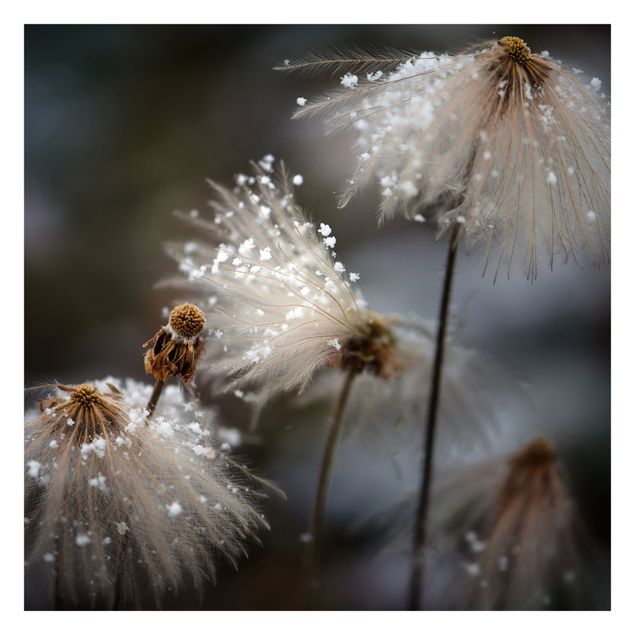 Self adhesive wallpapers Dandelions With Snowflakes