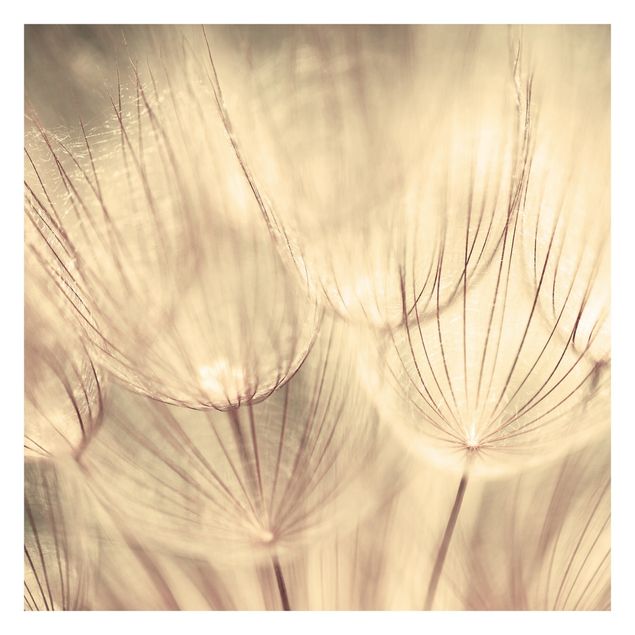 Wallpapers yellow Dandelions Close-Up In Cozy Sepia Tones