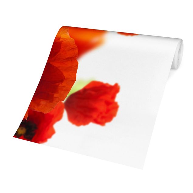 Adhesive wallpaper Radiant Poppies