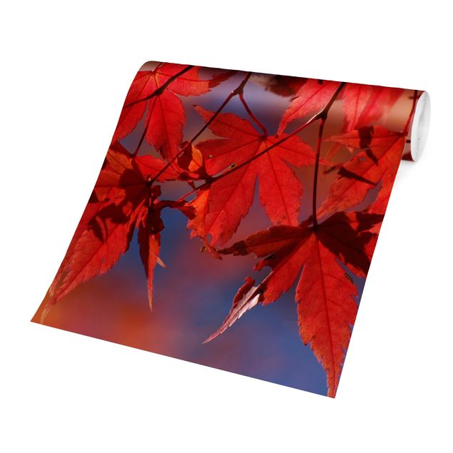 Wallpapers red Red Maple