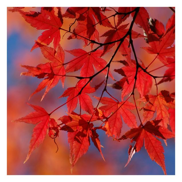 Adhesive wallpaper Red Maple
