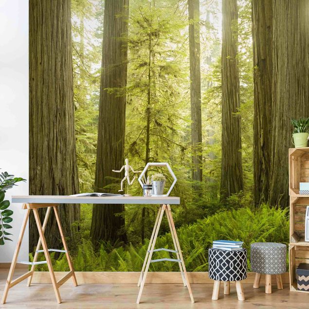 Modern wallpaper designs Redwood State Park Forest View
