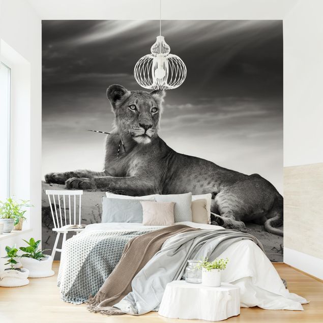 Black white wallpaper Resting Lion