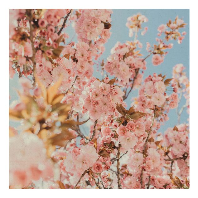 Pink art canvas Pink Cherry Blossoms Galore
