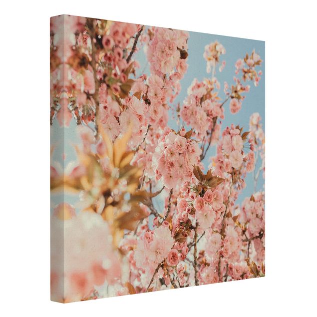 Prints Pink Cherry Blossoms Galore