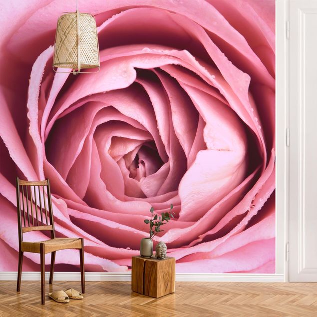 Red rose wallpaper Pink Rose Blossom
