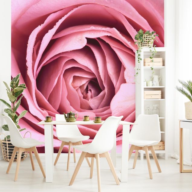 Contemporary wallpaper Pink Rose Blossom