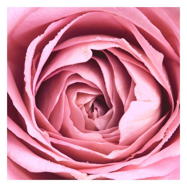 Pink aesthetic wallpaper Pink Rose Blossom