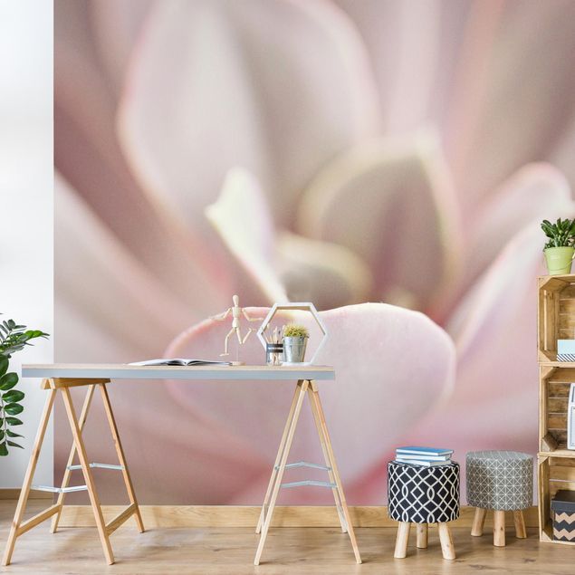 Contemporary wallpaper Light Pink Succulent Flower
