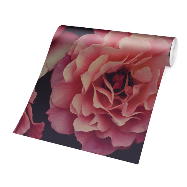 Wallpapers country Paradisical Roses