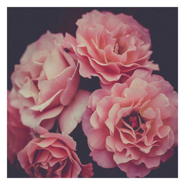 Aesthetic pink wallpaper Paradisical Roses