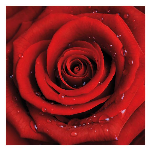 Peel and stick wallpaper Red Rose With Water Drops