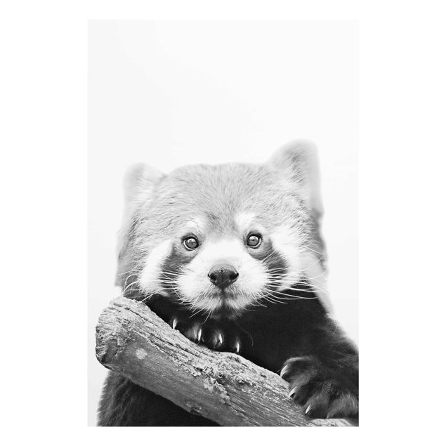 Glass prints black and white Red Panda In Black And White