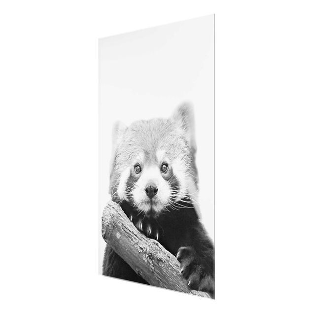 Prints black and white Red Panda In Black And White