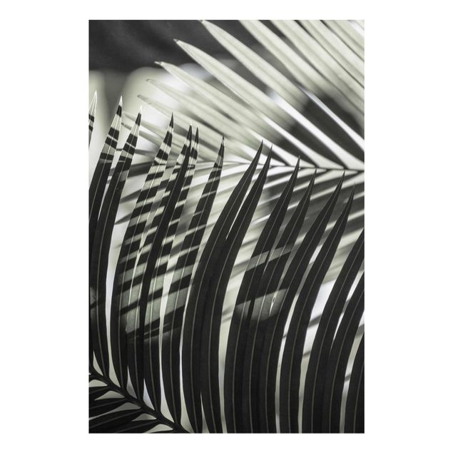 Prints flower Interplay Of Shaddow And Light On Palm Fronds