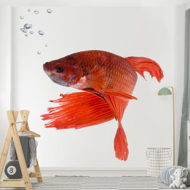 Modern wallpaper designs Siamese Fighting Fish