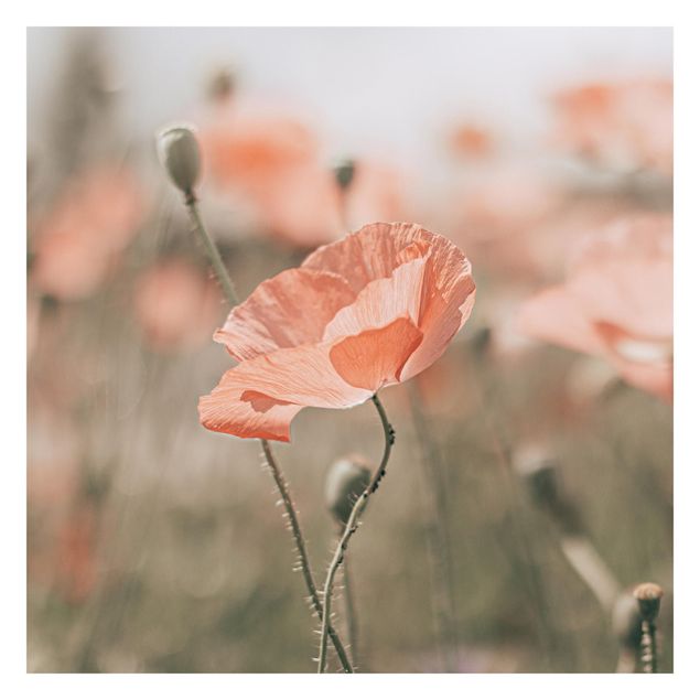 Wallpapers red Sun-Kissed Poppy Fields