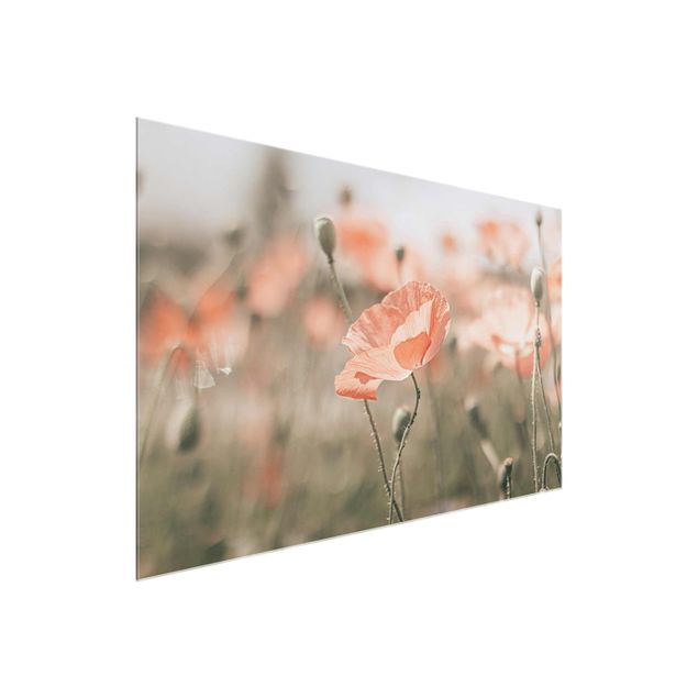 Glass prints flower Sun-Kissed Poppy Fields
