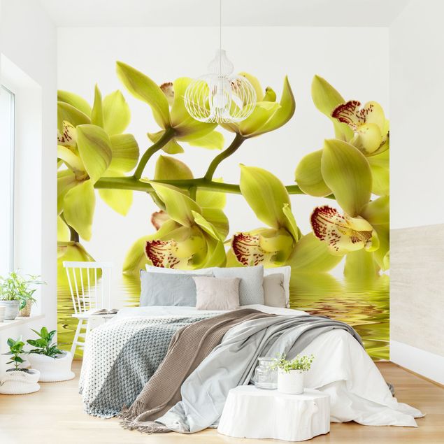 Wallpapers flower Splendid Orchid Waters