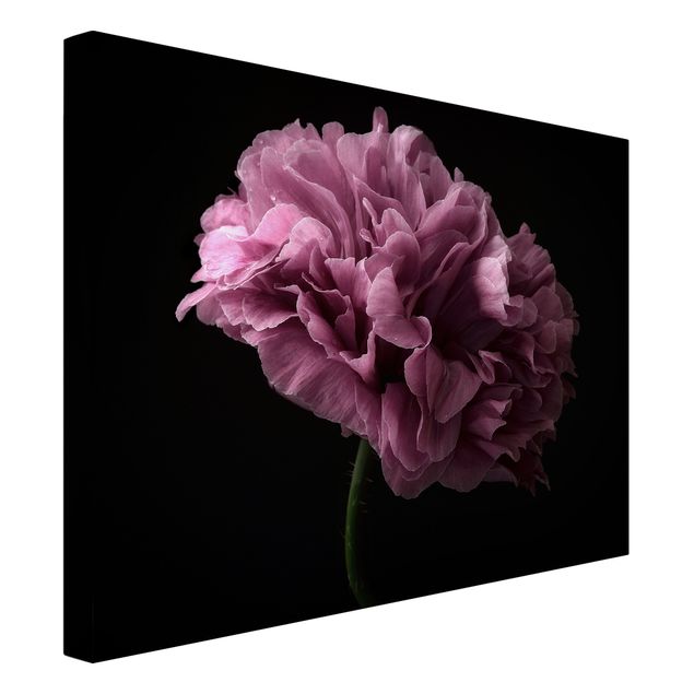 Prints flower Proud Peony In Front Of Black