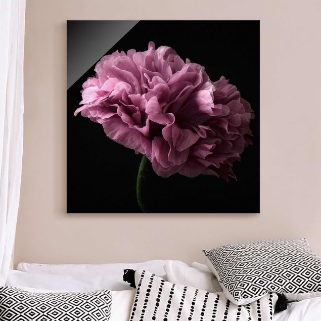 Glass prints rose Proud Peony In Front Of Black