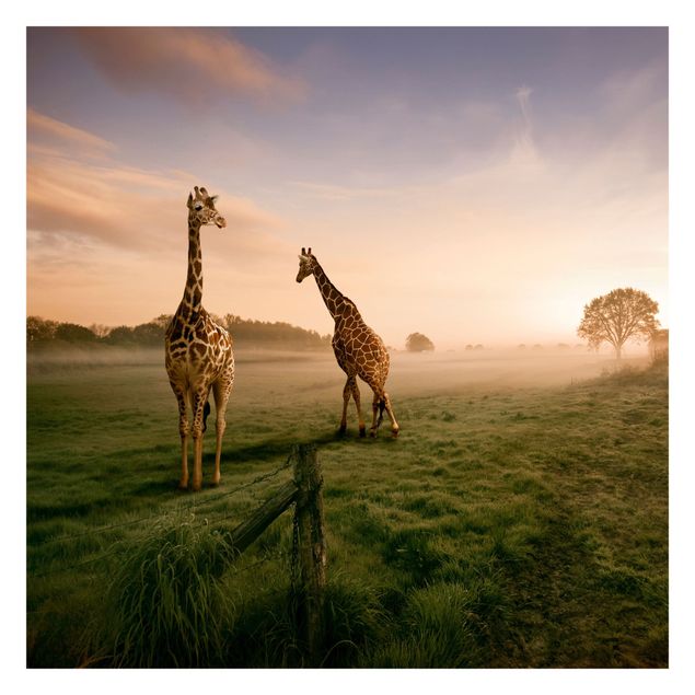 Wallpapers landscape Surreal Giraffes