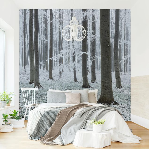 Modern wallpaper designs Beeches With Hoarfrost