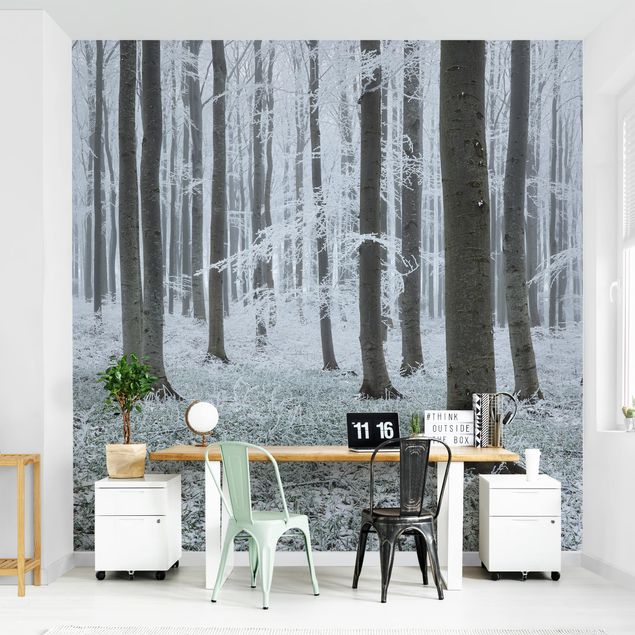 Wallpapers forest Beeches With Hoarfrost