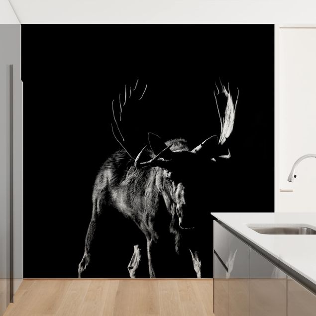 Wallpapers animals Bull In The Dark