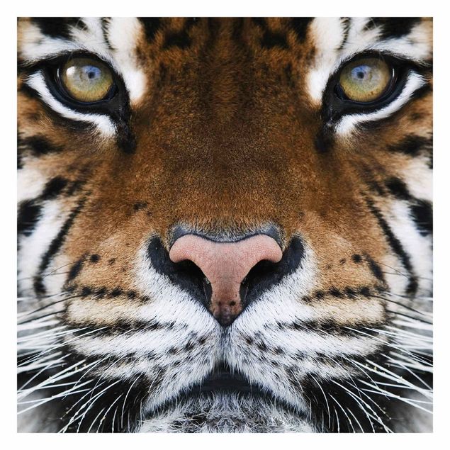 Adhesive wallpaper Tiger Eyes