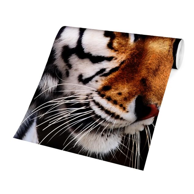 Contemporary wallpaper Tiger Beauty