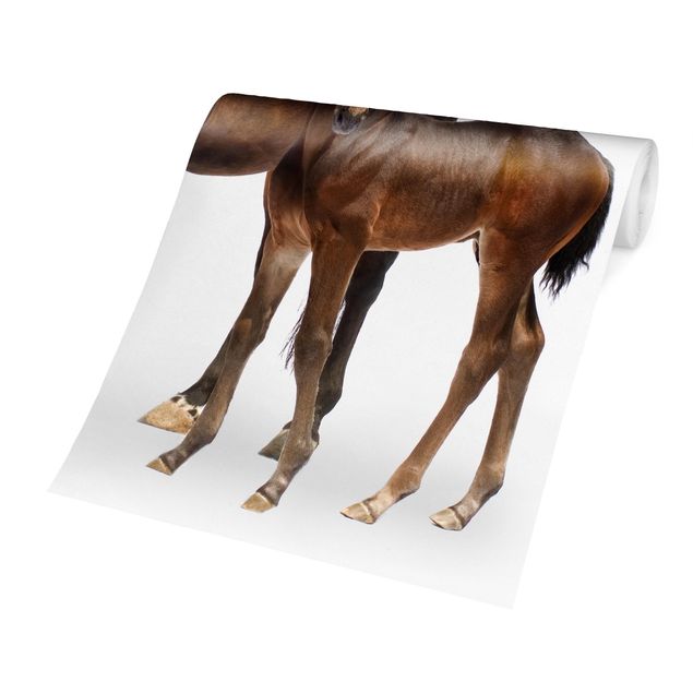 Wallpapers brown Trakehner Mare & Foal