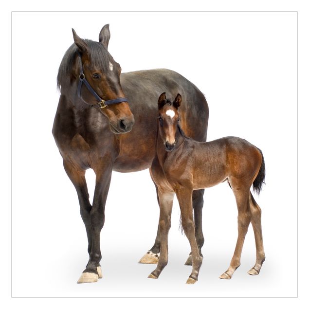 Peel and stick wallpaper Trakehner Mare & Foal