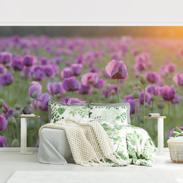 Wallpapers poppy Purple Poppy Flower Meadow In Spring
