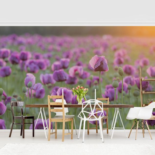 Wallpapers modern Purple Poppy Flower Meadow In Spring