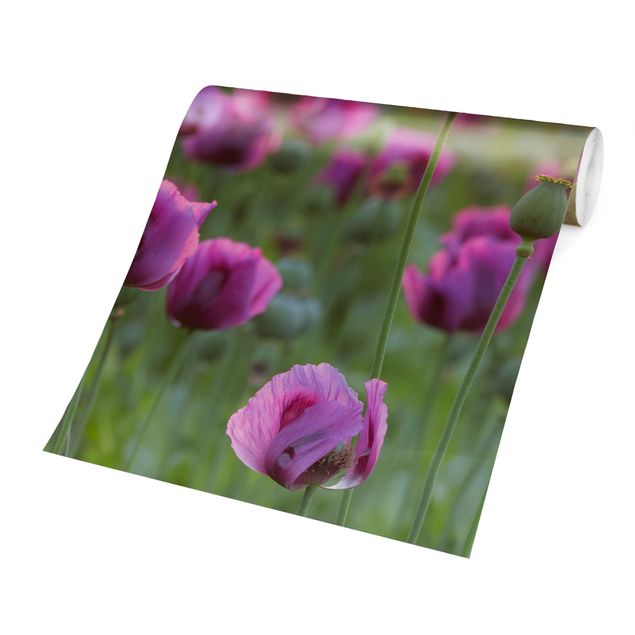 Rainer Mirau Purple Poppy Flower Meadow In Spring