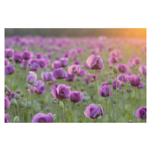 Self adhesive wallpapers Purple Poppy Flower Meadow In Spring